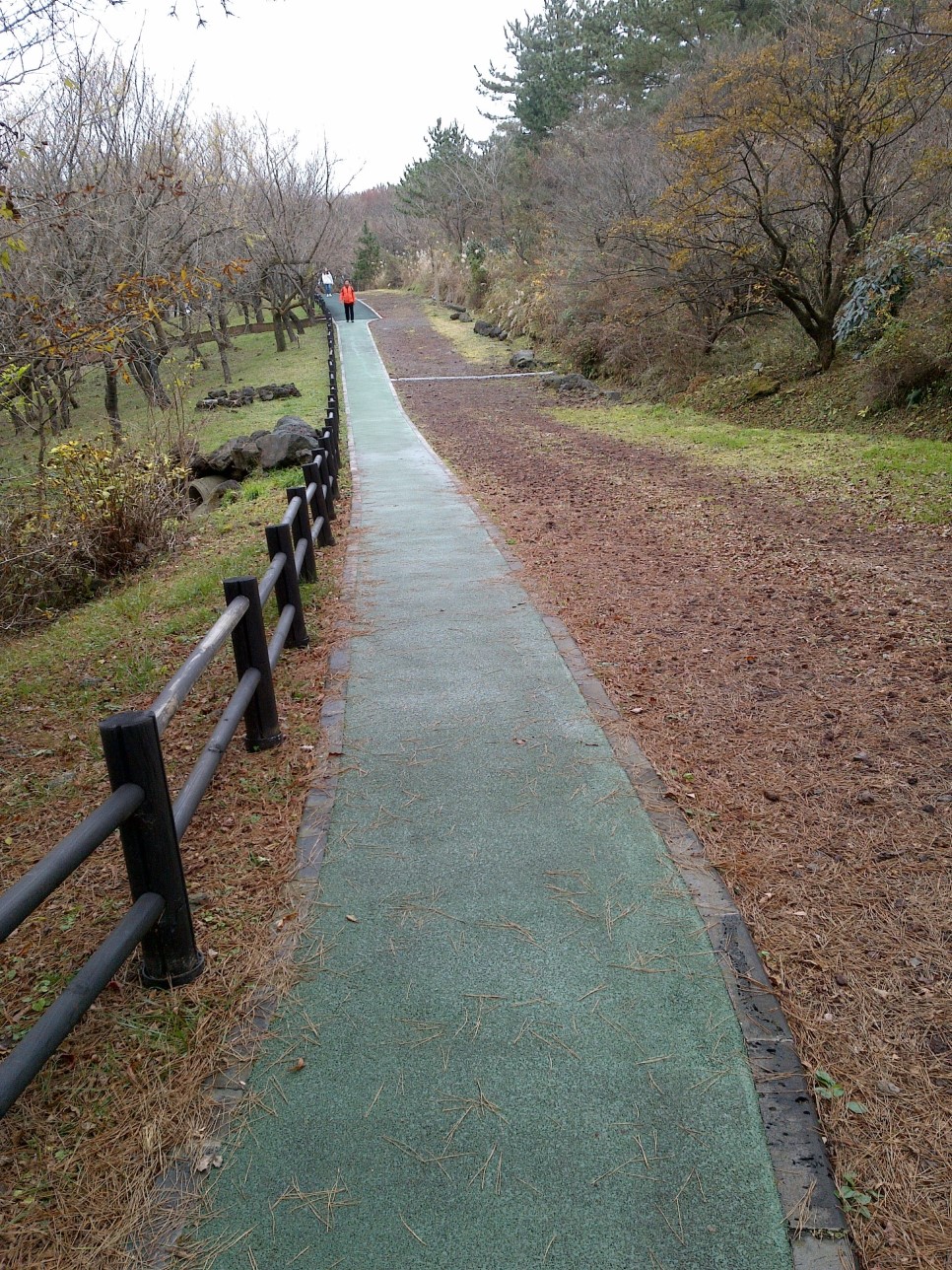 한라생태숲 벚나무 숲