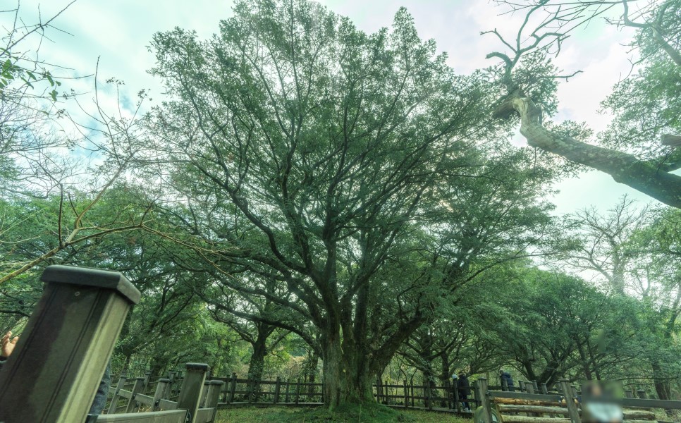 비자림 새천년 비자나무 