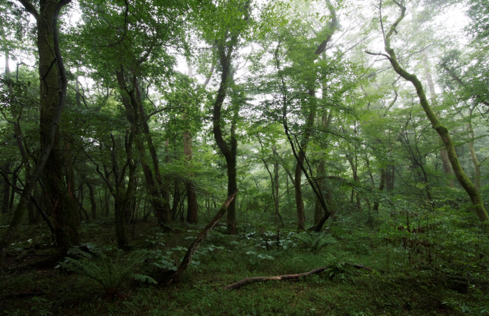 비 온 후의 사려니 숲 